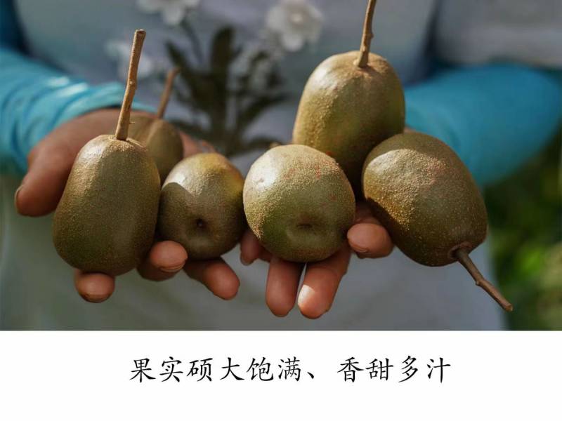 贵州六枝特区红心猕猴桃