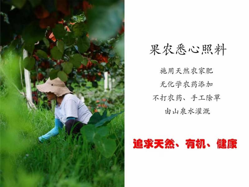 贵州六枝特区红心猕猴桃