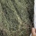 白花蛇舌草