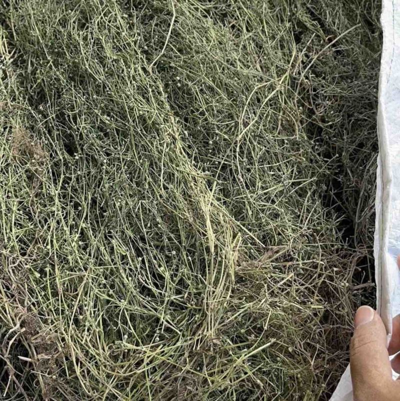 白花蛇舌草