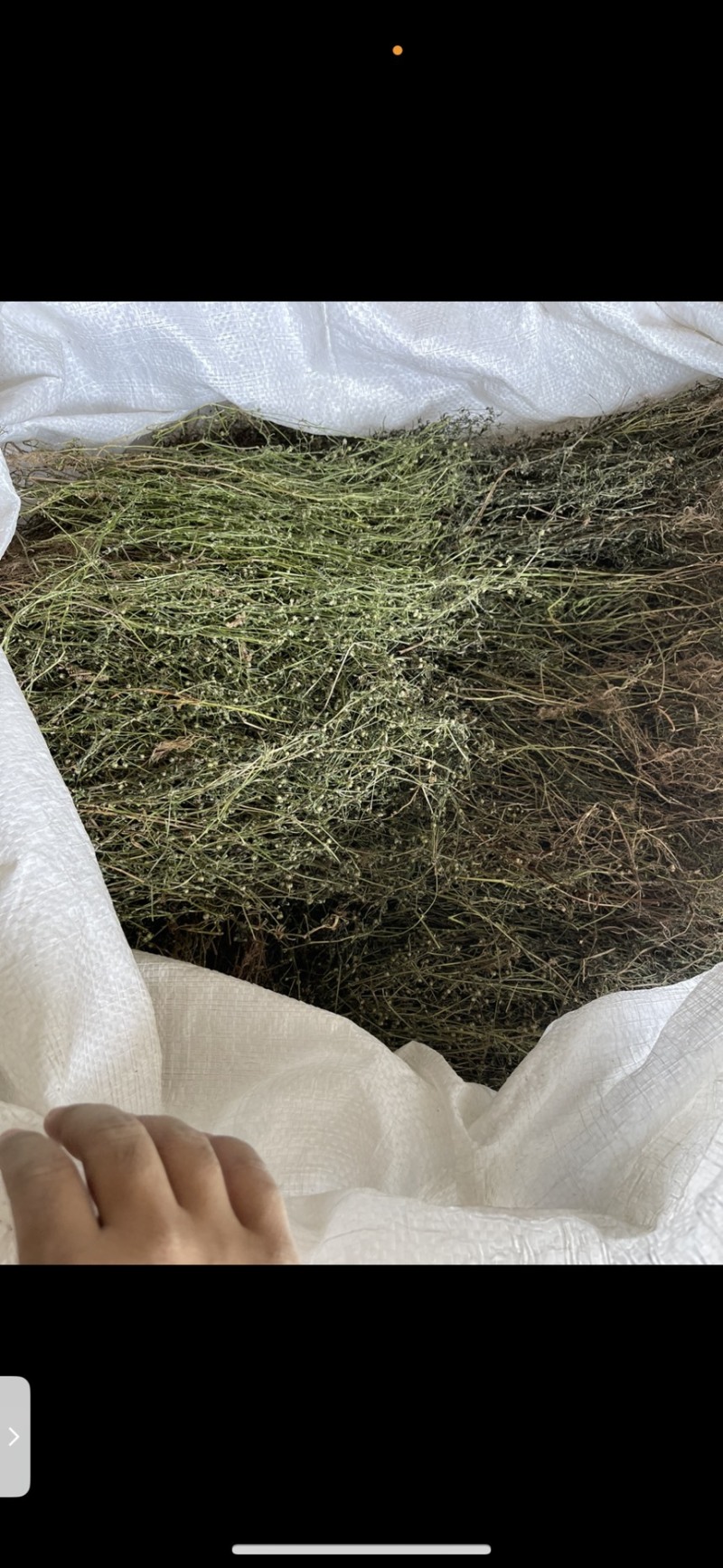 白花蛇舌草