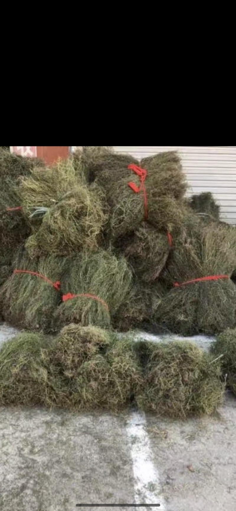 白花蛇舌草