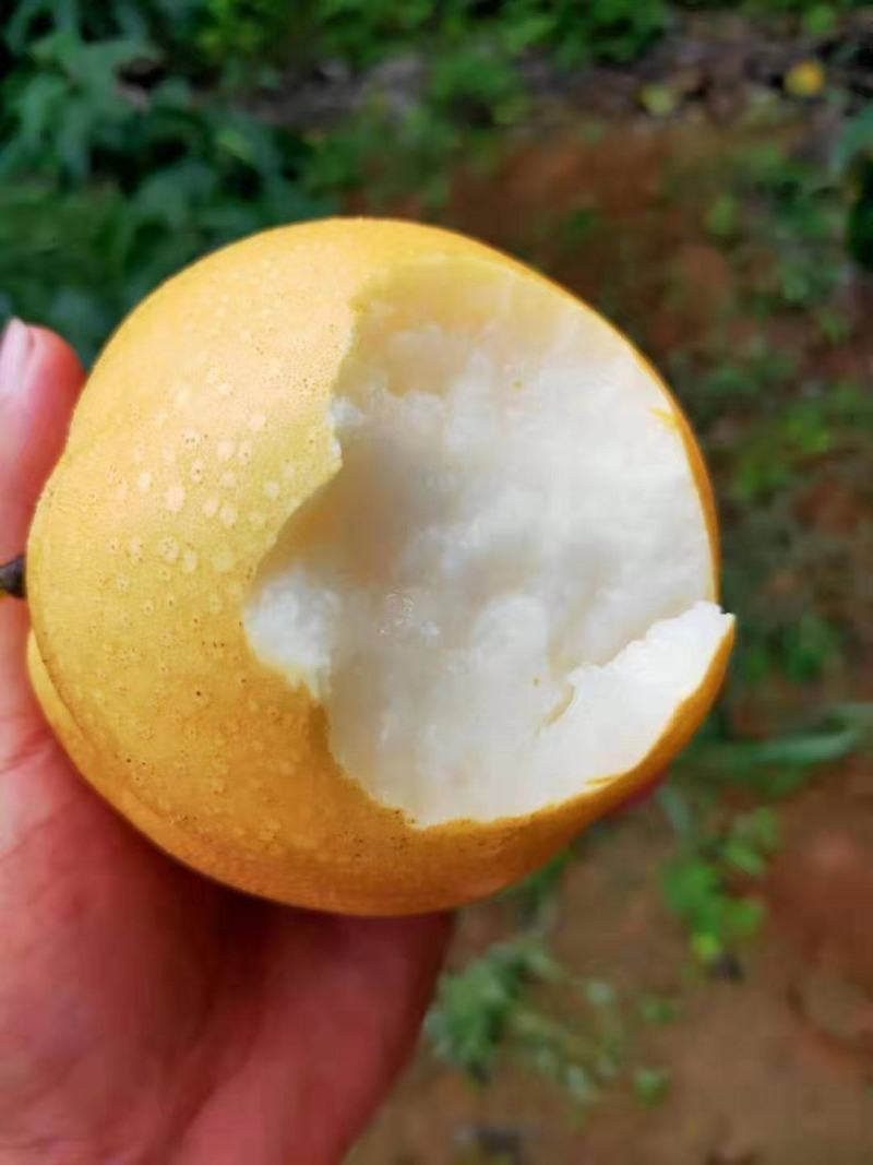 丰水梨精品梨脆甜多汁大量上市一手货源产地发货