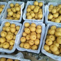 丰水梨精品梨脆甜多汁大量上市一手货源产地发货
