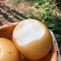 秋月梨大量上市果肉细腻保质保量货源充足全国发货