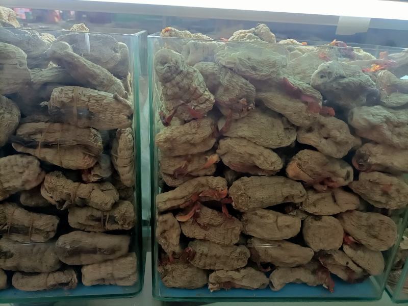 优质云南春天麻营养价值高品质保证一手货源