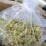 浙江及云南新鲜铁皮石斛干花味香色泽鲜亮长年批发3斤起