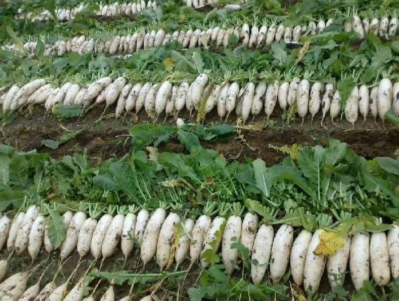贵州萝卜精品白萝卜货源充足量大从优全国发货