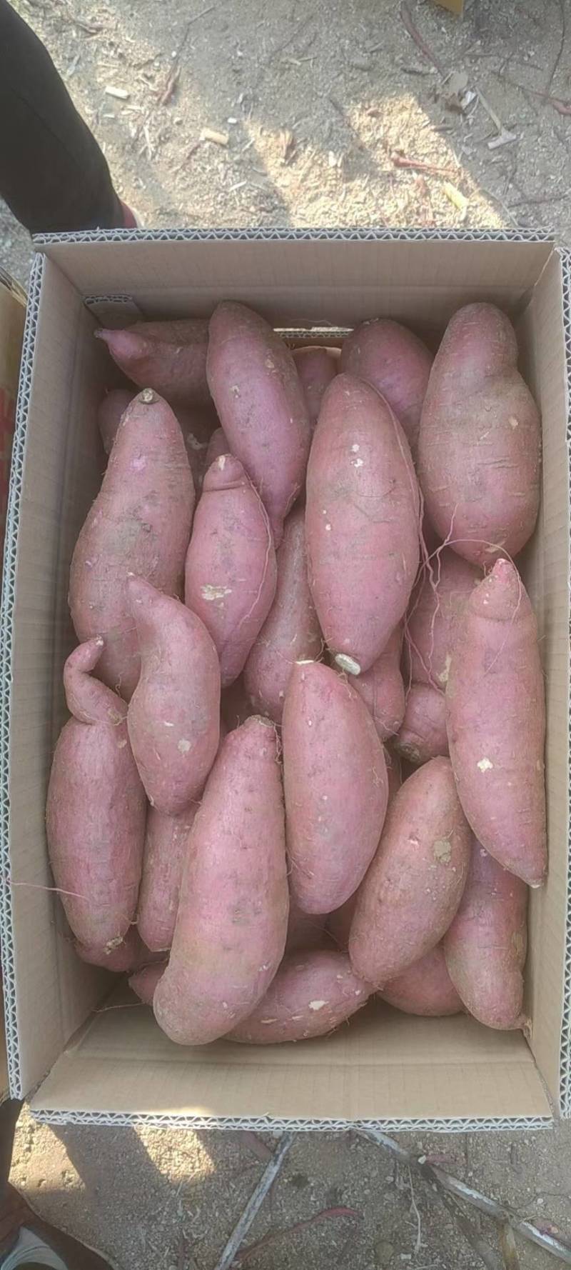 西瓜红4两以上的加工厂货，山东济宁市邹城市，