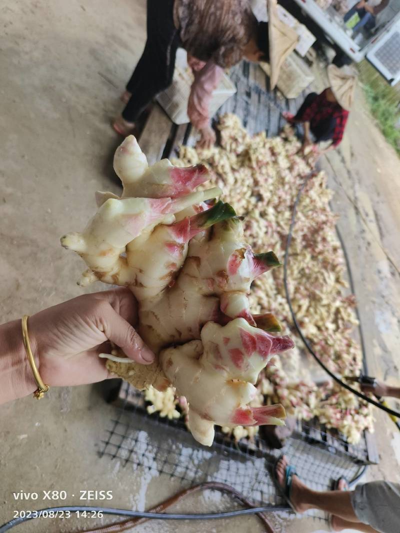 基地红牙嫩姜，生姜大量上市，多多，美团