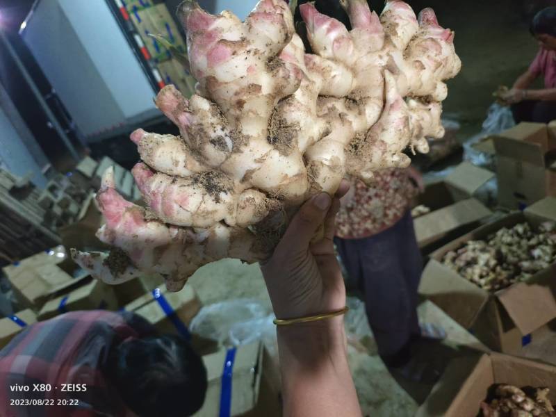 基地红牙嫩姜，生姜大量上市，多多，美团