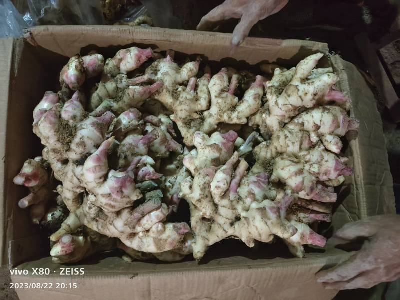 基地红牙嫩姜，生姜大量上市，多多，美团