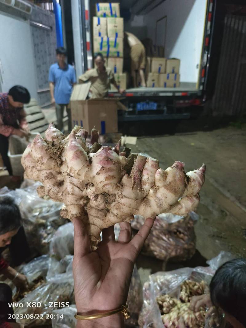 基地红牙嫩姜，生姜大量上市，多多，美团