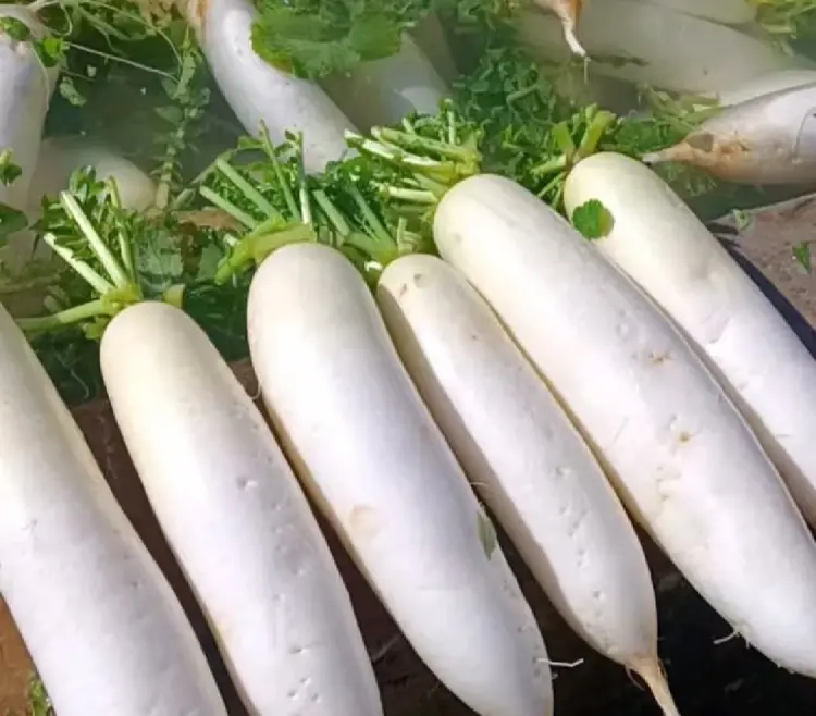 广西八月白 精品白萝卜 产地一手货源 量大从优 全国发货