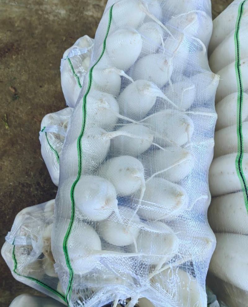 广西八月白精品白萝卜产地一手货源量大从优全国发货