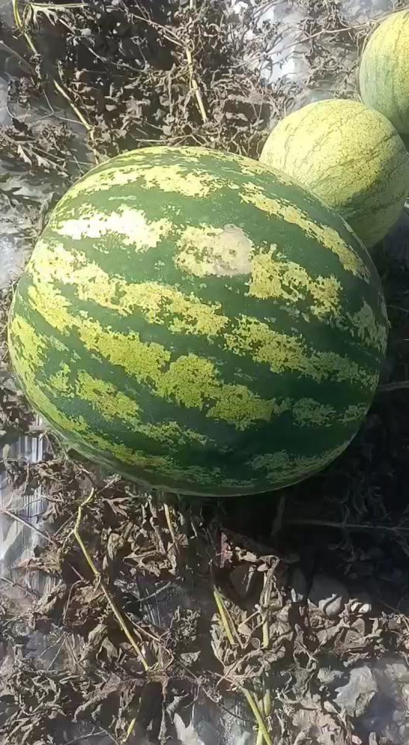 大变小，靖远高湾大变小，瓤口好，