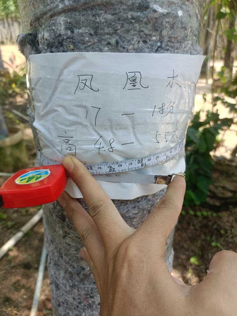 15/20公分凤凰木