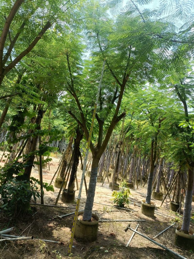 15/20公分凤凰木