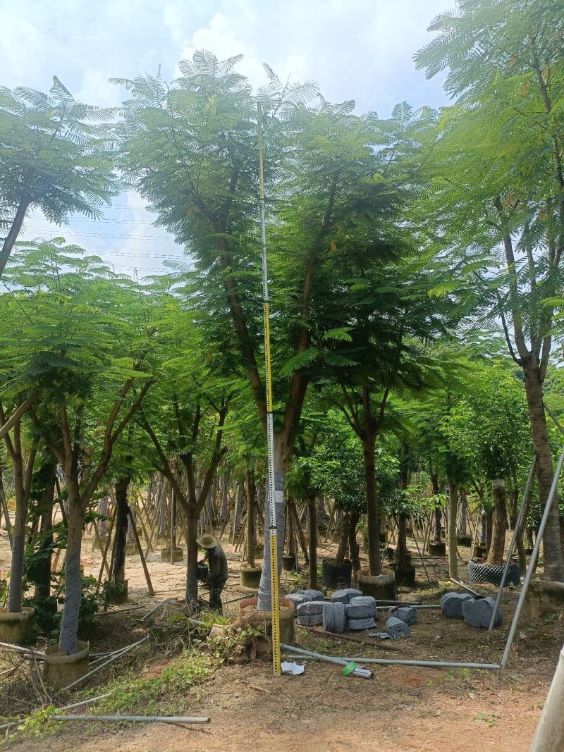15/20公分凤凰木