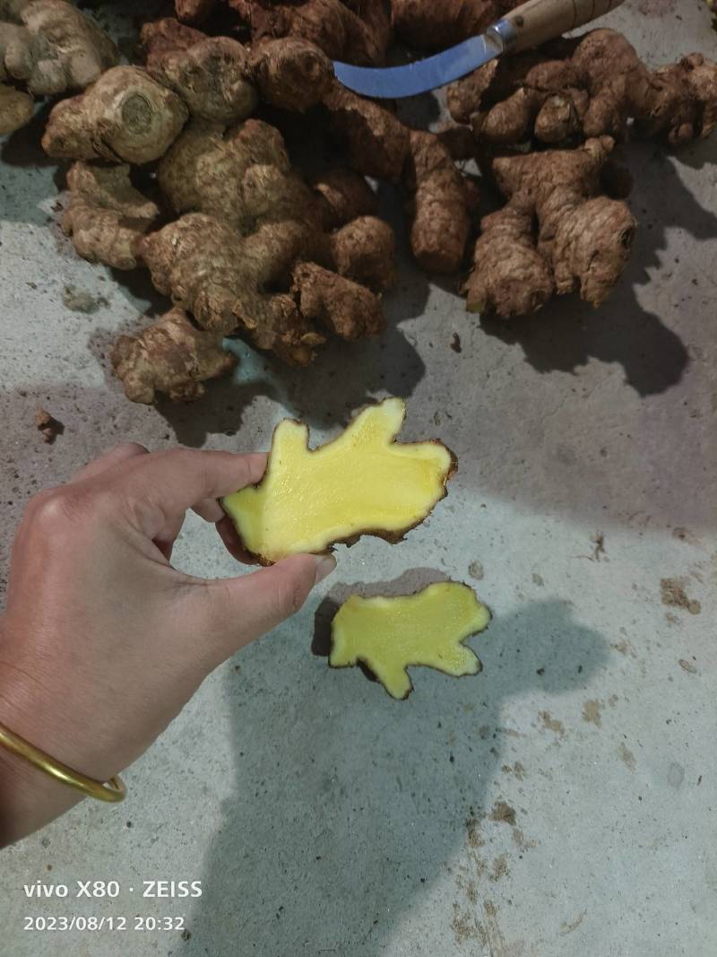 当天现挖老姜头，姜母头产地实力代办