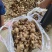 当天现挖老姜头，姜母头产地实力代办