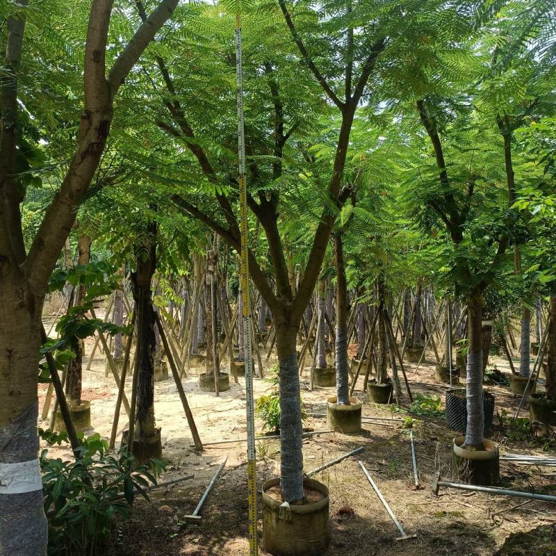 15/20公分凤凰木