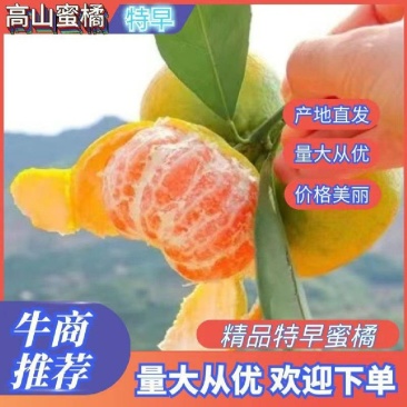 蜜橘湖北产地大量供应入口化渣果肉细腻对接电商团购外贸