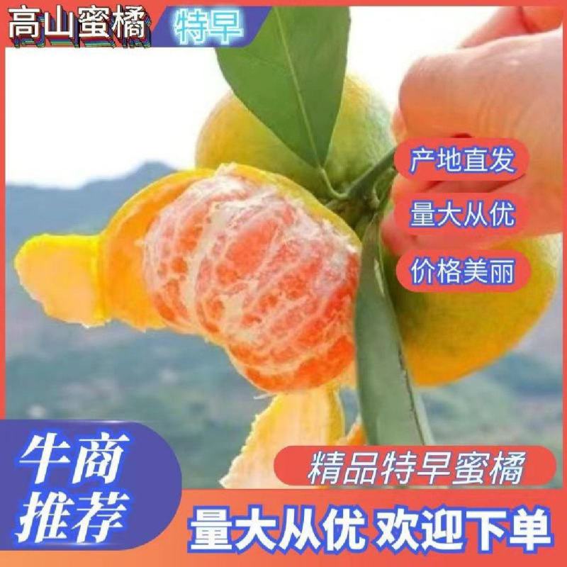 蜜橘湖北产地大量供应入口化渣果肉细腻对接电商团购外贸