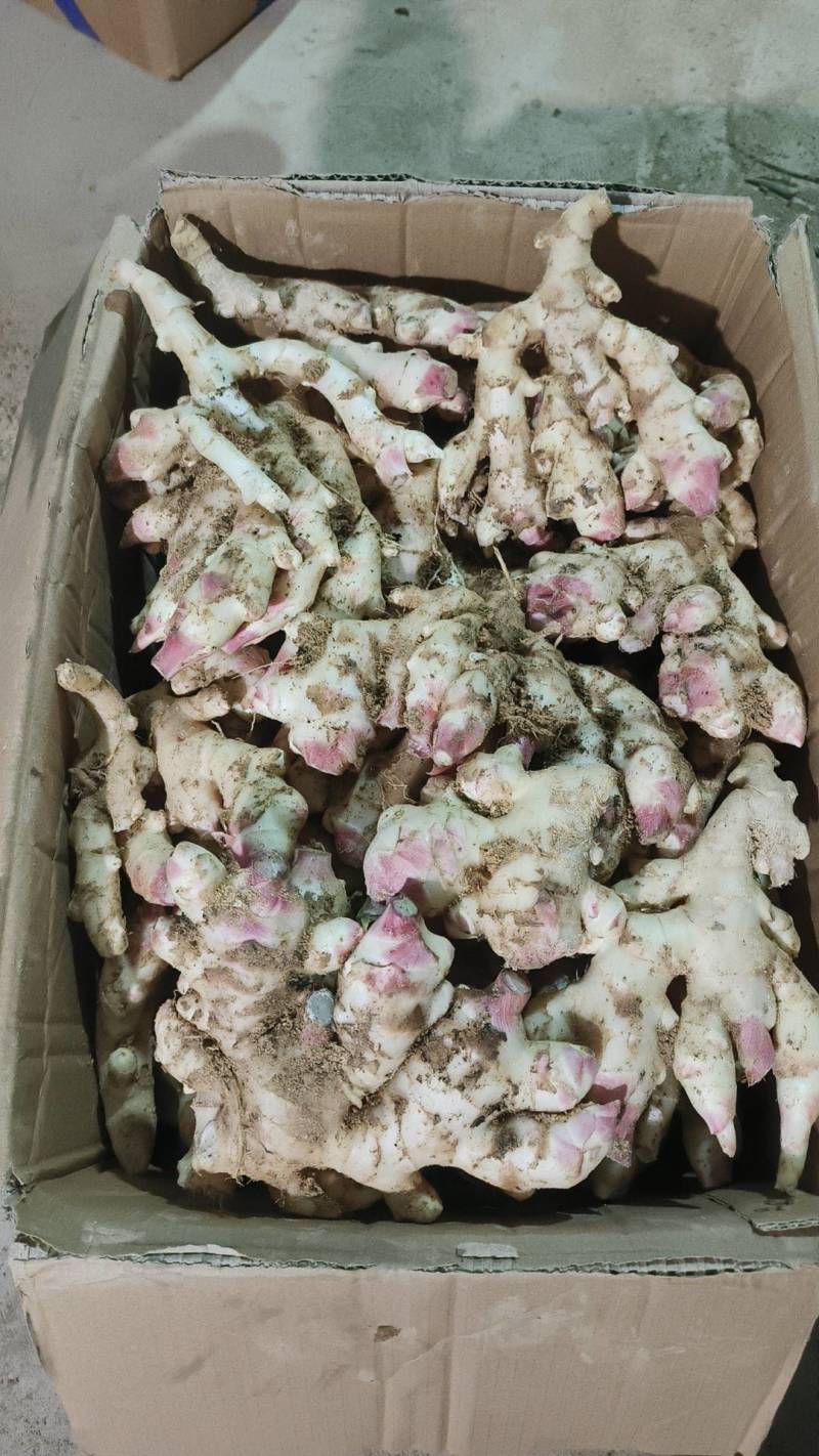 水洗红牙嫩姜，生姜产地一手货源，实力代办