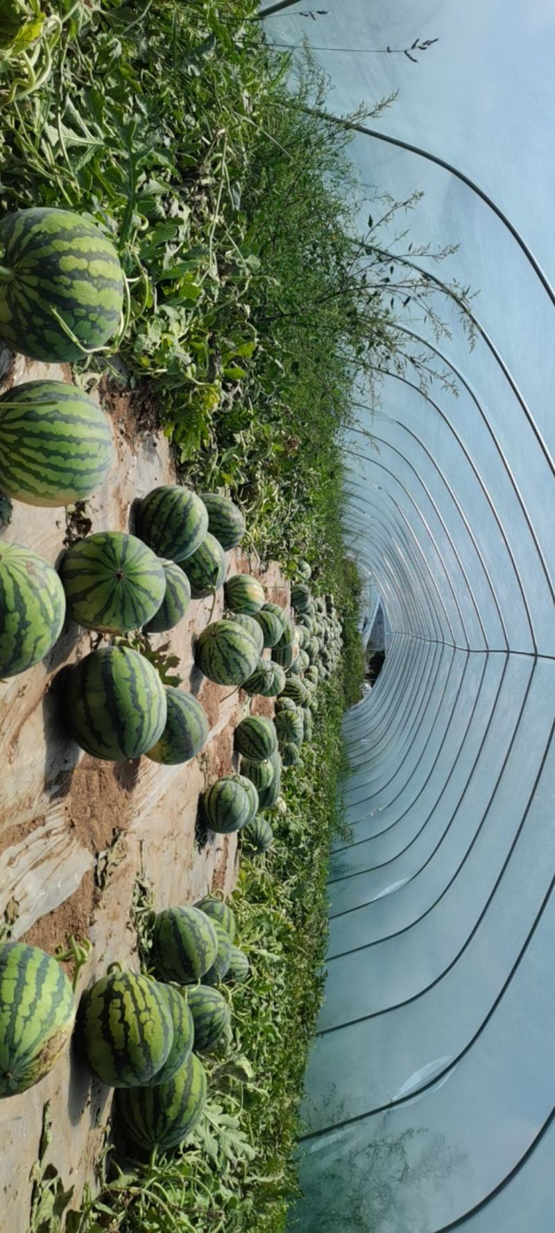 台农种植头茬无籽美都麒麟西瓜