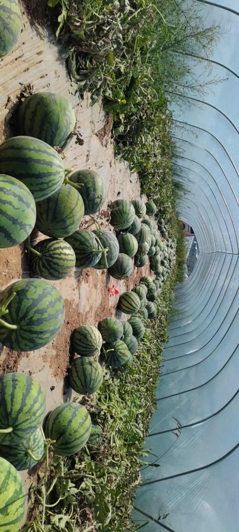 台农种植头茬无籽美都麒麟西瓜