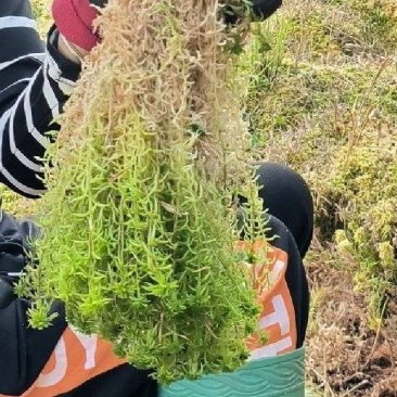 水苔,海草花.湖南雪峰山优质野生水苔