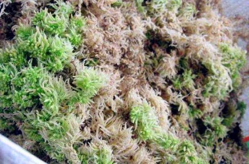 水苔，海草花.湖南雪峰山优质野生水苔