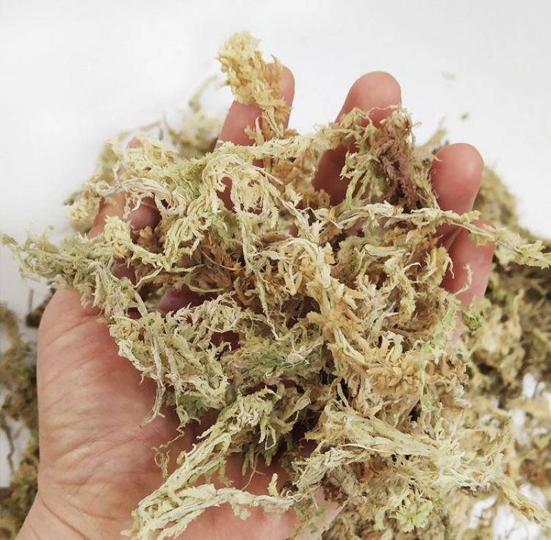 水苔，海草花.湖南雪峰山优质野生水苔