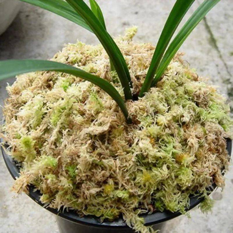 水苔，海草花.湖南雪峰山优质野生水苔