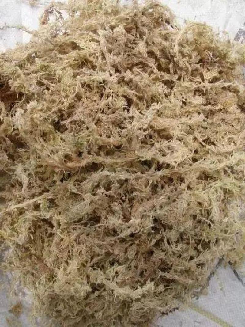 水苔，海草花.湖南雪峰山优质野生水苔