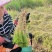 水苔,海草花.湖南雪峰山优质野生水苔