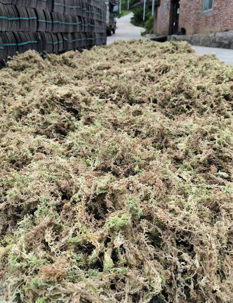 水苔，海草花.湖南雪峰山优质野生水苔