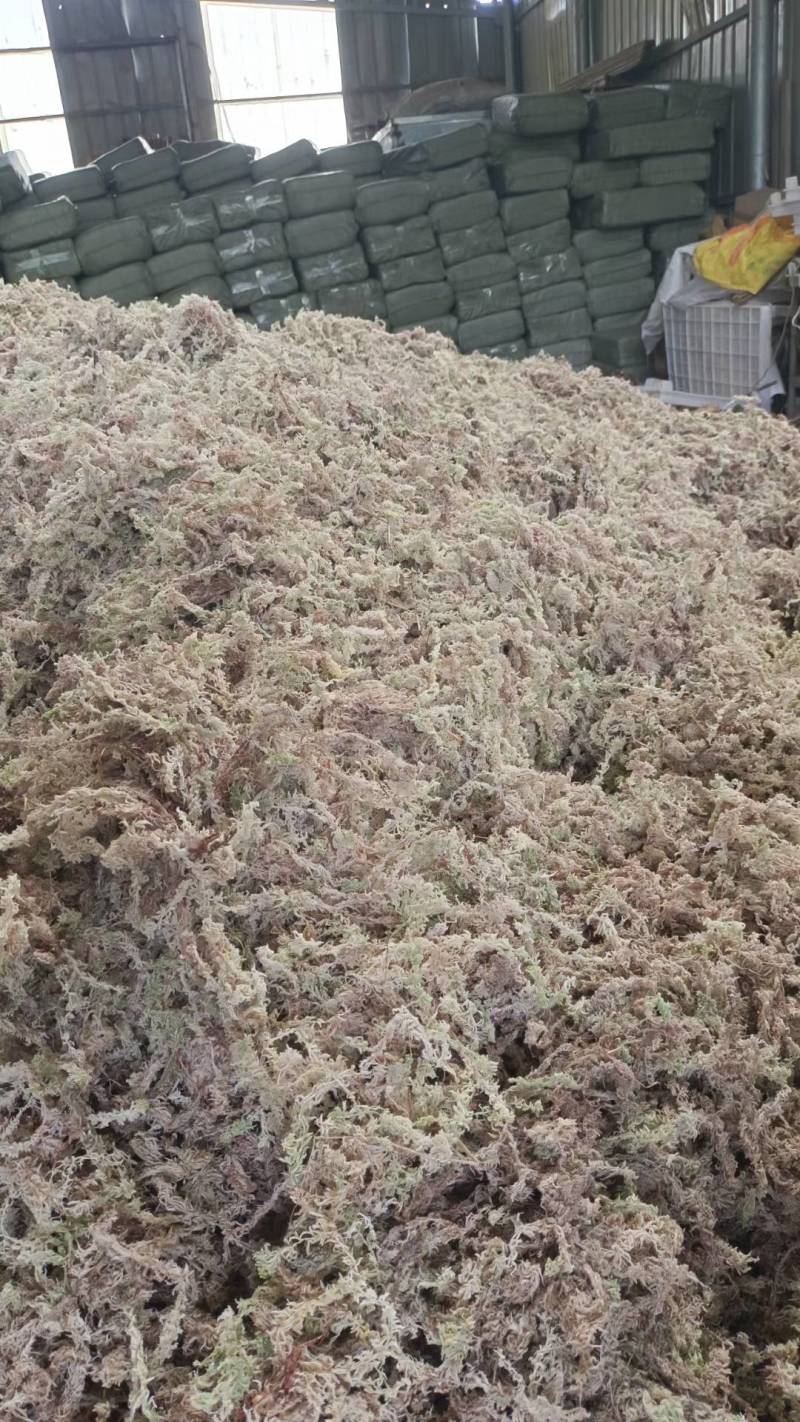 水苔，海草花.湖南雪峰山优质野生水苔