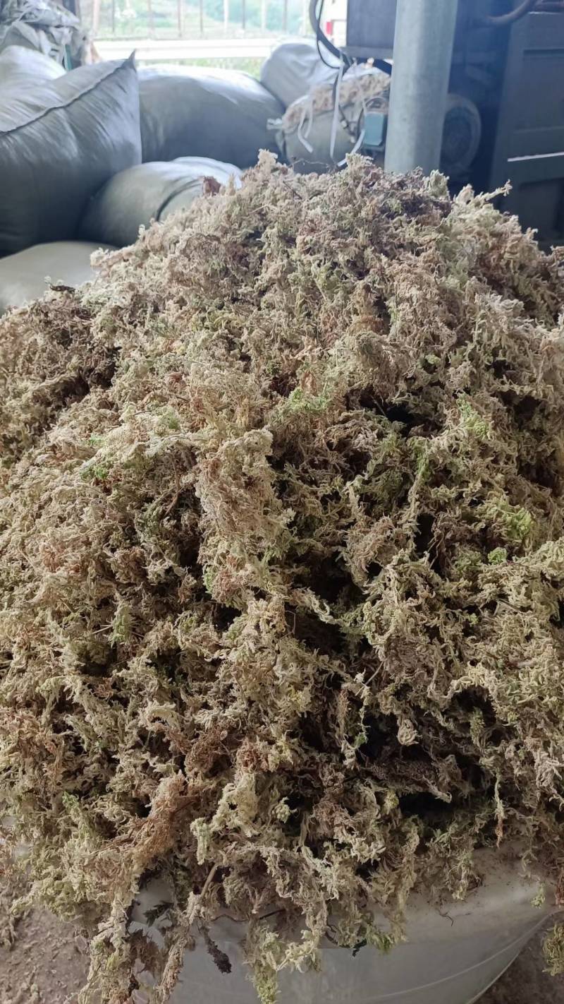 水苔，海草花.湖南雪峰山优质野生水苔