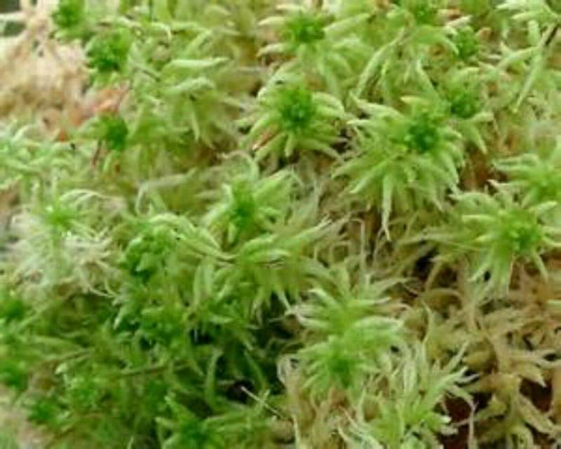 水苔，海草花.湖南雪峰山优质野生水苔