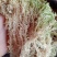 水苔,海草花.湖南雪峰山优质野生水苔