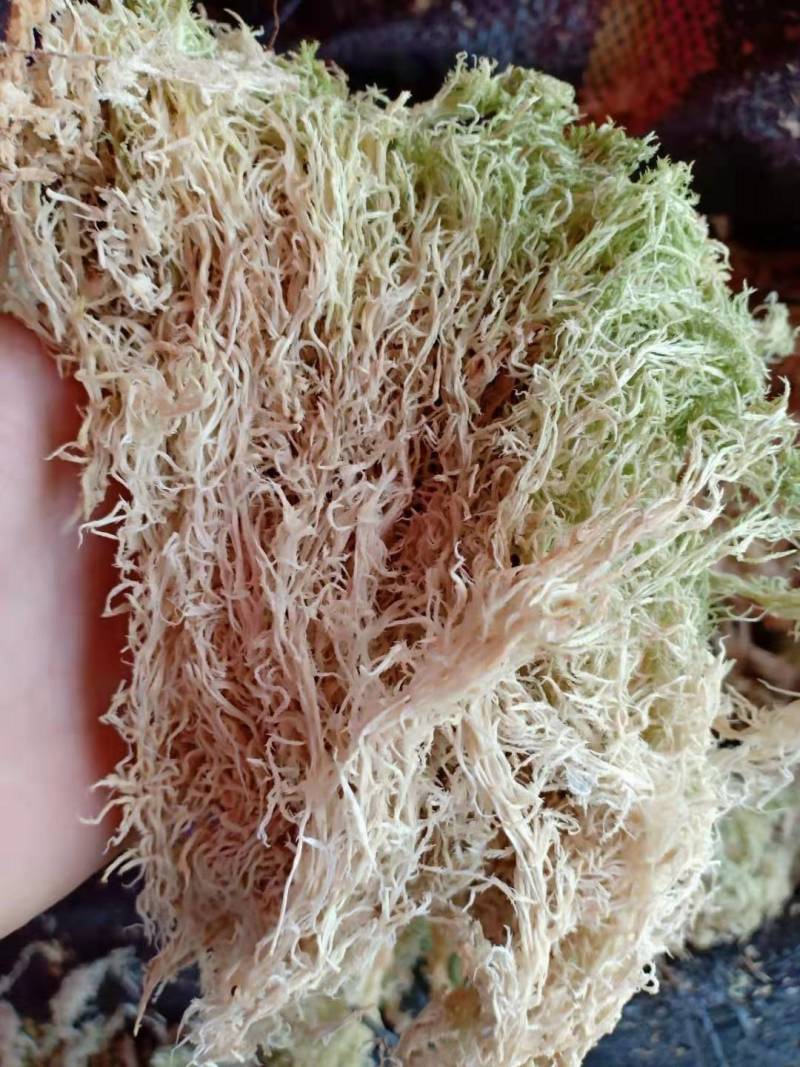 水苔，海草花.湖南雪峰山优质野生水苔