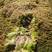 水苔，海草花.湖南雪峰山优质野生水苔