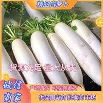 贵州萝卜精品白萝卜货源充足量大从优全国发货