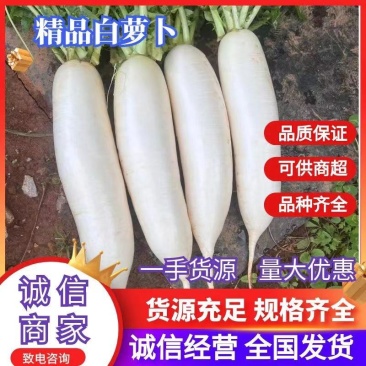 广西八月白精品白萝卜产地一手货源量大从优全国发货