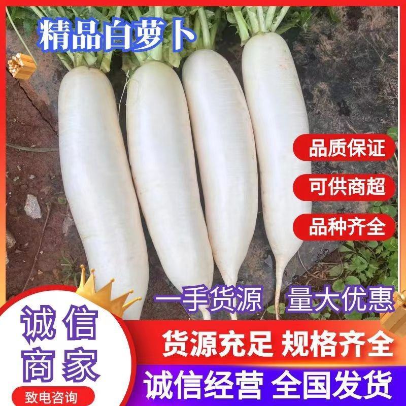 广西八月白精品白萝卜产地一手货源量大从优全国发货