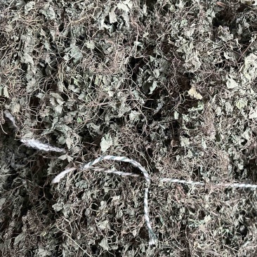 连钱草