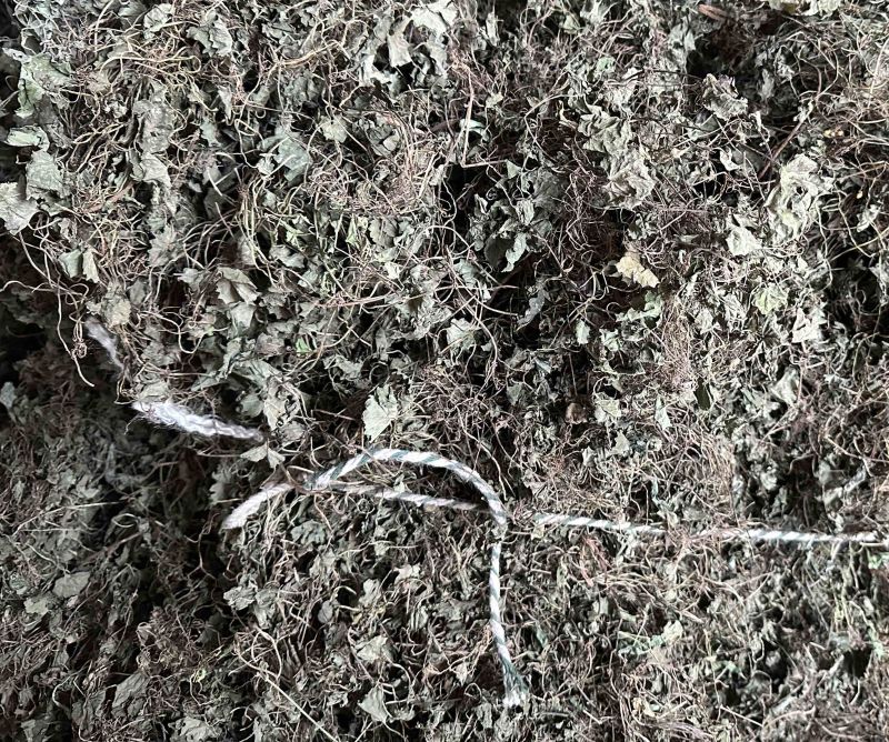 连钱草