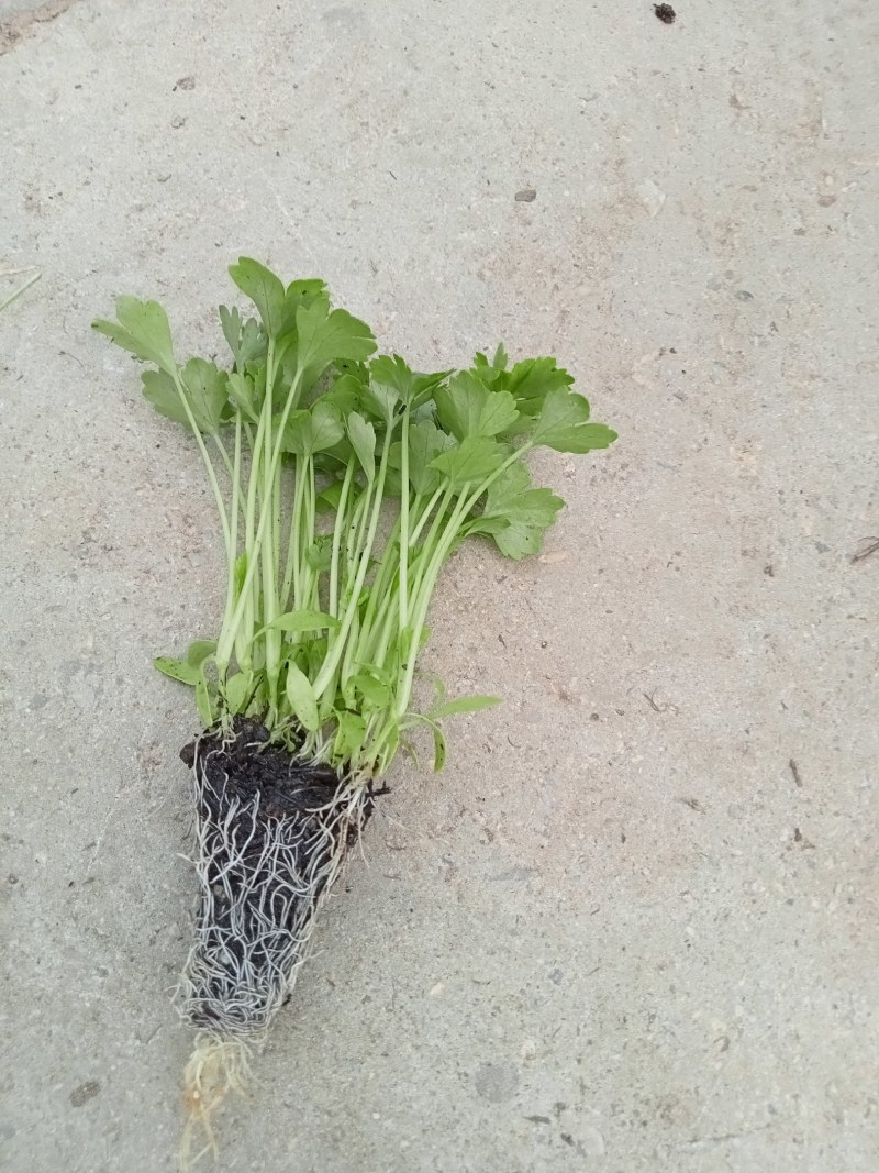 精品黄心香芹，白雪芹菜，带土发货，苗好抗病，物流方便